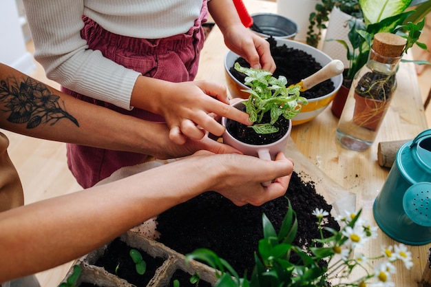 De handen van het meisje en de moeder houden een jonge plant vast in een kopje boven een tafel