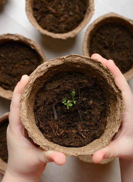 De handen van kinderen houden een pot met zaailingen vast