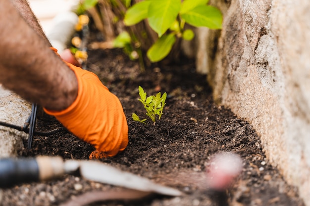 Foto de handen van tuinliedenmensen die de binnenplaats van tomatenzaailingen in tuin planten