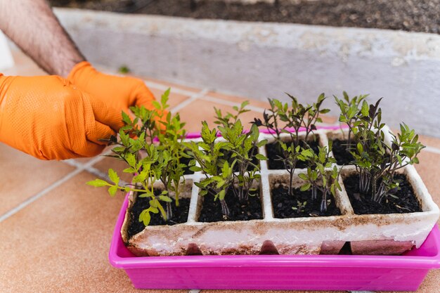 De handen van tuinliedenmensen die de binnenplaats van tomatenzaailingen in tuin planten