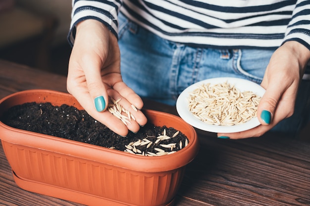 De handen van vrouwen met een heldere manicure worden in een potzaad gegoten om planten te laten groeien