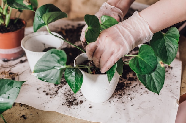 De handen van vrouwen verplanten kamerplanten in nieuwe potten selectieve focus.