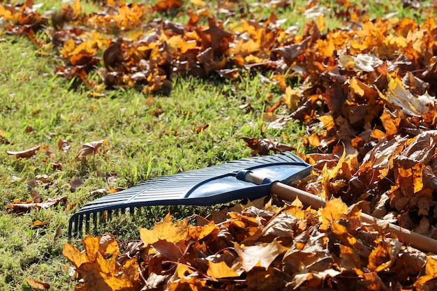 De hark van het tuinblad is op het gras tussen de esdoornbladeren