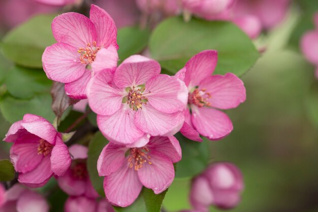 De helderroze bloemen van de appelboom op een de lentetak