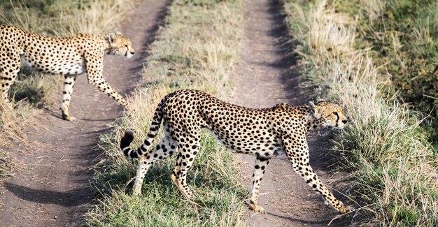 Foto de hele lengte van een kat.