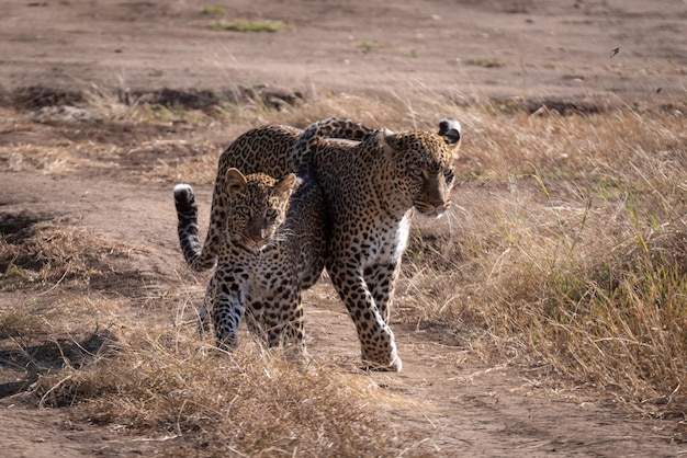 De hele lengte van een kat.