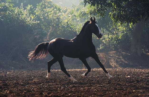 De hele lengte van een paard.