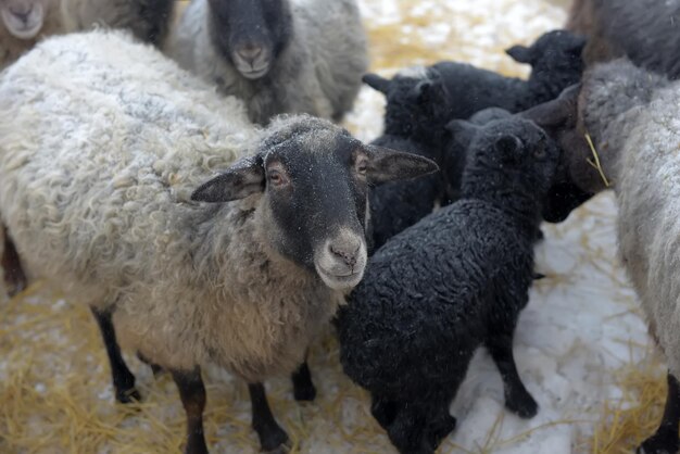 Foto de hele lengte van een schaap