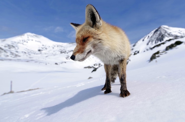 De hele lengte van een sneeuw op het veld