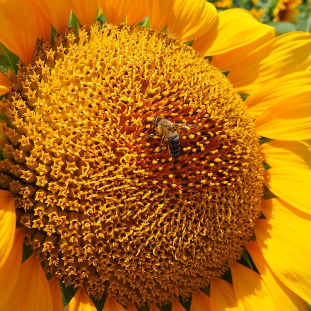 De helianthus-zonnebloem is een geslacht van planten in de asteraceae-familie, jaarlijkse zonnebloem en knol