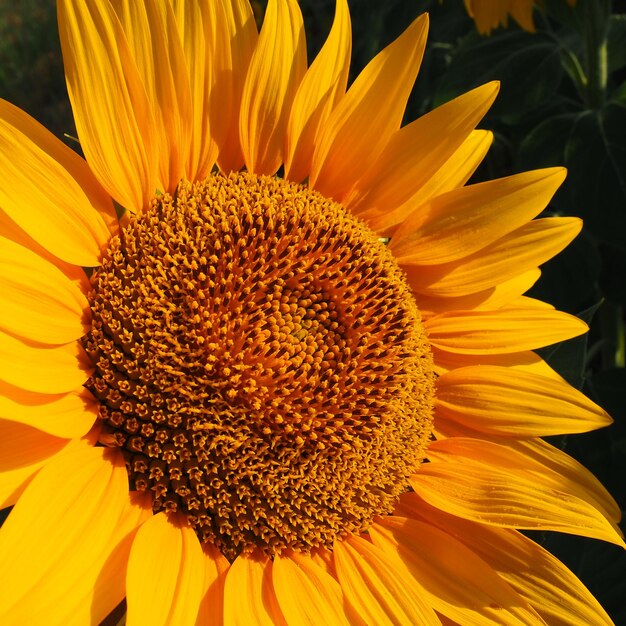 De Helianthus-zonnebloem is een geslacht van planten in de Asteraceae-familie Jaarlijkse zonnebloem en knolachtige zonnebloem Landbouwgebied Bloeiende knop met gele bloemblaadjes Harige bladeren Servië landbouw