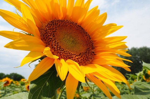 De helianthus-zonnebloem is een geslacht van planten in de asteraceae-familie jaarlijkse zonnebloem en knolachtige zonnebloem landbouwgebied bloeiende knop met gele bloemblaadjes harige bladeren servië landbouw