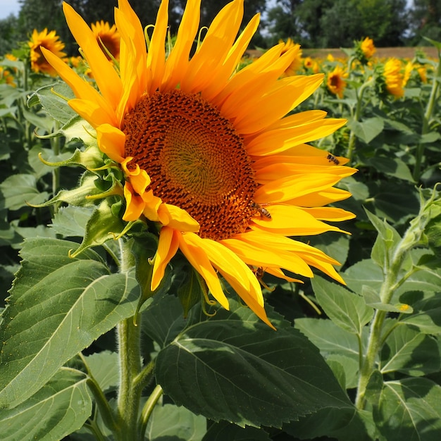 De Helianthus-zonnebloem is een geslacht van planten in de Asteraceae-familie Jaarlijkse zonnebloem en knolachtige zonnebloem Landbouwgebied Bloeiende knop met gele bloemblaadjes Harige bladeren Servië landbouw