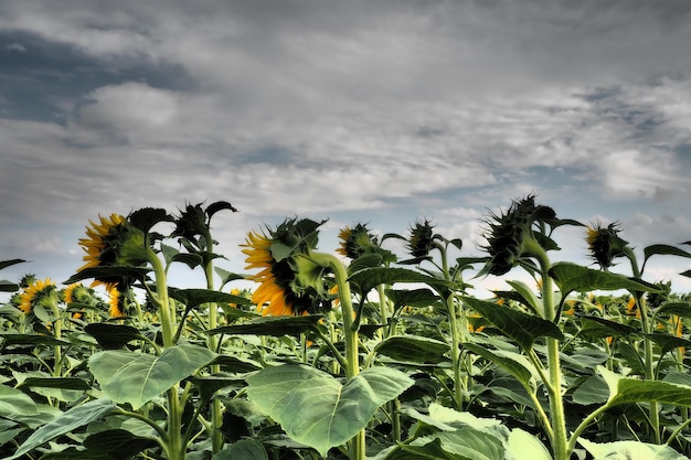 De Helianthus-zonnebloem is een geslacht van planten in de Asteraceae-familie Jaarlijkse zonnebloem en knolachtige zonnebloem Landbouwgebied Dramatische stormachtige lucht met wolken Servië skyline Zon en storm