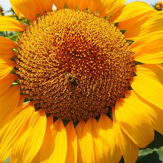 De Helianthus-zonnebloem is een geslacht van planten in de Asteraceae-familie Jaarlijkse zonnebloem en knolzonnebloem Agrarisch veld Bloeiende knop met gele bloemblaadjes Harige bladeren Een grote bloem Bij