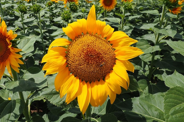 De Helianthus-zonnebloem is een geslacht van planten in de Asteraceae-familie Jaarlijkse zonnebloem en knolzonnebloem Agrarisch veld Bloeiende knop met gele bloemblaadjes Harige bladeren Een grote bloem