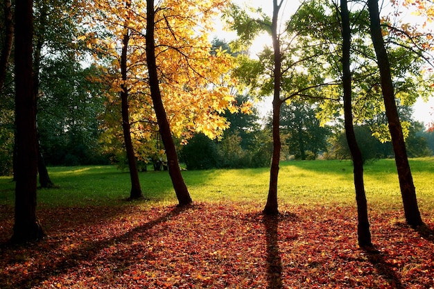 De herfst begint met bladeren die van kleur veranderen in de eerste dagen van het herfstseizoen