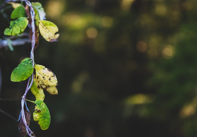 De herfst doorbladert met ruimte om tekst te plaatsen