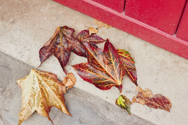 De herfst droge bladeren op de straat