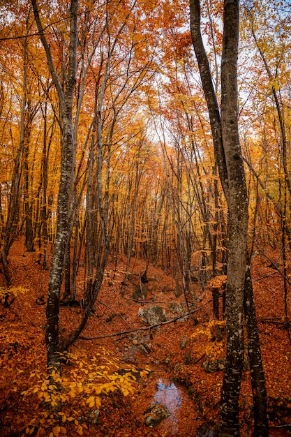 De herfst gele bomen in het bos in raine