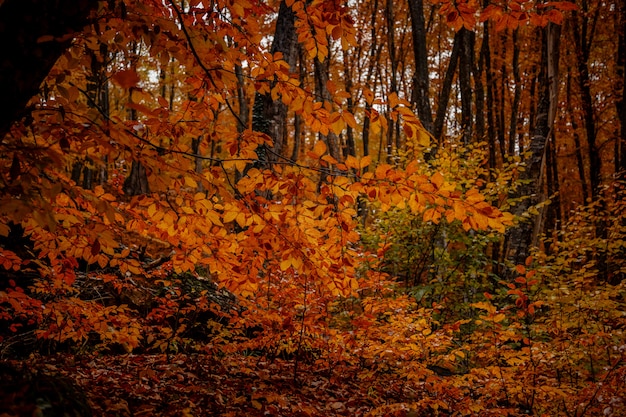 De herfst gele bomen in het bos in raine