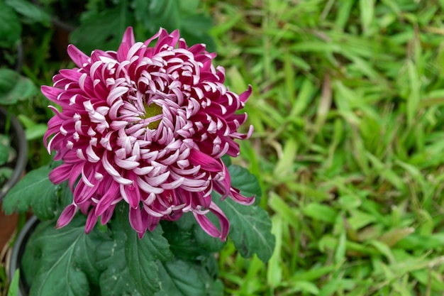 De herfst komt eraan en de roze en paarse chrysanten in het wild staan in bloei