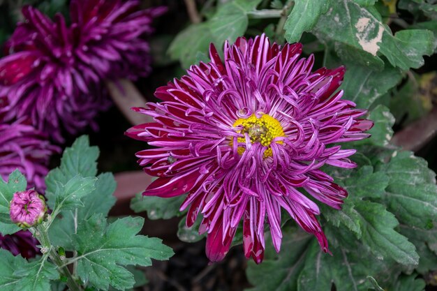 De herfst komt eraan en de roze en paarse chrysanten in het wild staan in bloei