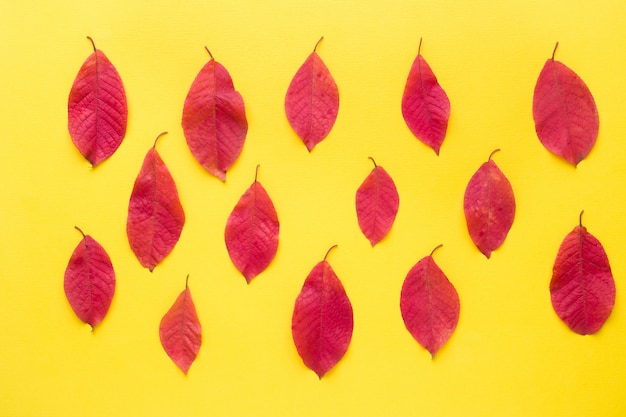 De herfst rode bladeren op helder geel