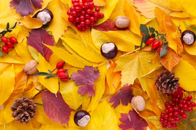 De herfst rode en oranje bladeren met bessen