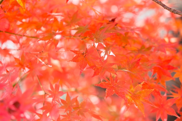 De herfst verlaat boomkleuren bij kawaguchiko Japan.