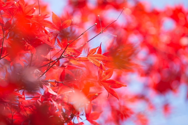 De herfst verlaat boomkleuren bij kawaguchiko Japan.