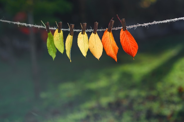 De herfstbladeren gaan over van groen naar rood op houten wasknijpers en kant.