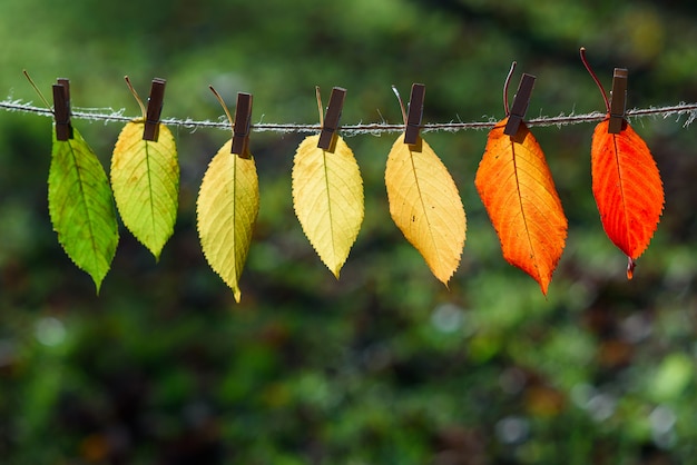 De herfstbladeren gaan over van groen naar rood op houten wasknijpers en kant.