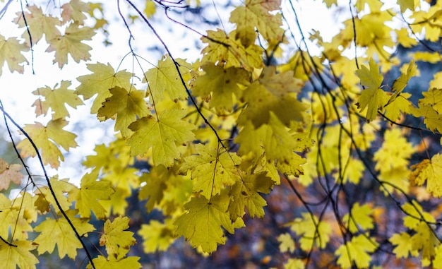 De herfstbladeren op een boom in een bergbos.