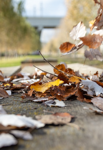 De herfstbladeren op rustiek hout op het gebied