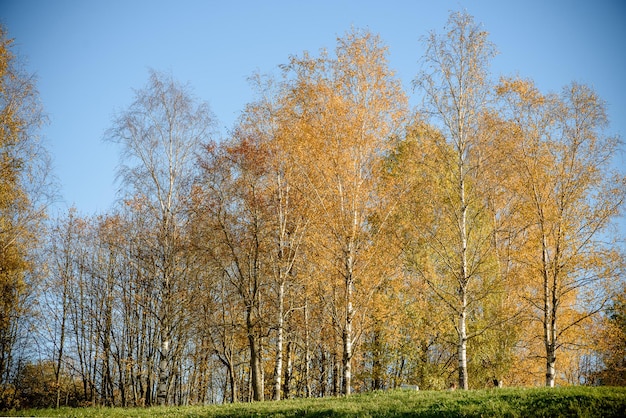 De herfstbomen met gele bladeren in het park