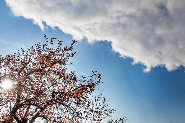 De herfstboom tegen een blauwe hemel met een witte wolk die eroverheen vliegt.