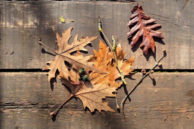 De herfstgele bladeren van een andere boom in de zonlichtclose-up