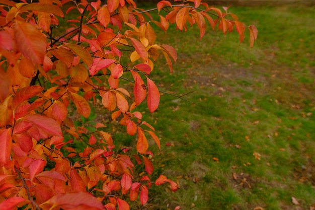 De herfstkleuren van nyssa sylvatica tupelo of black gum tree rode oranje gele bladeren van