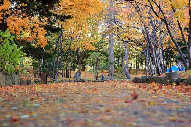 De herfstlandschap bij nakajima-park, sapporo-stad, japan.