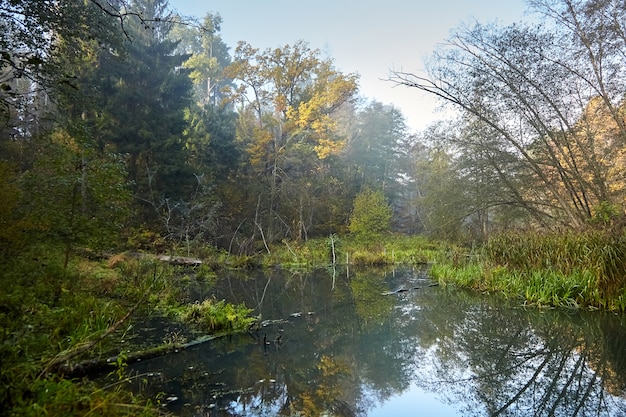 De herfstlandschap - ochtendbos met geel gebladerte en kalme moerasrivier