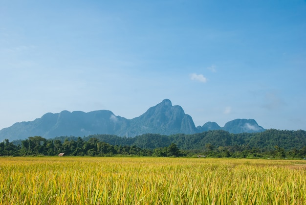 De herfstpadieveld in Laos, Vang Vieng