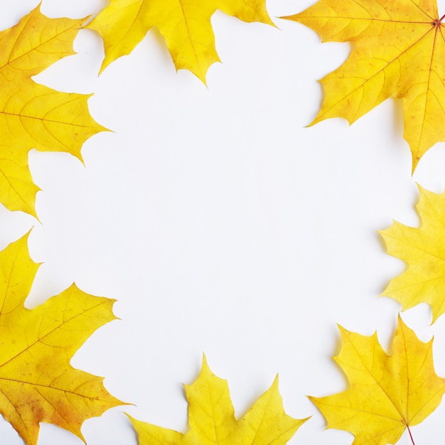 De herfstsamenstelling van bladeren op een witte achtergrond.