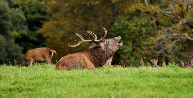 De hert ontspant zich op het grasveld.