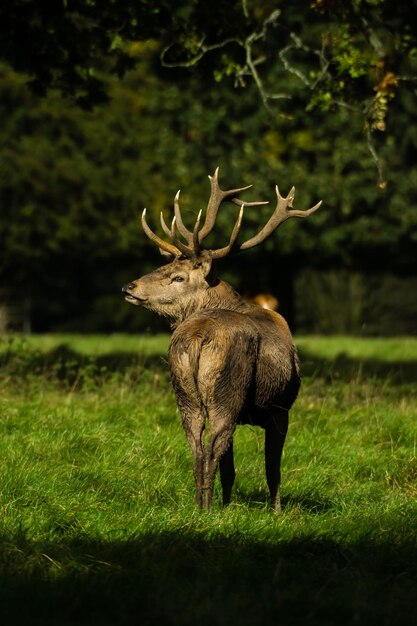 Foto de hert staat op het veld.