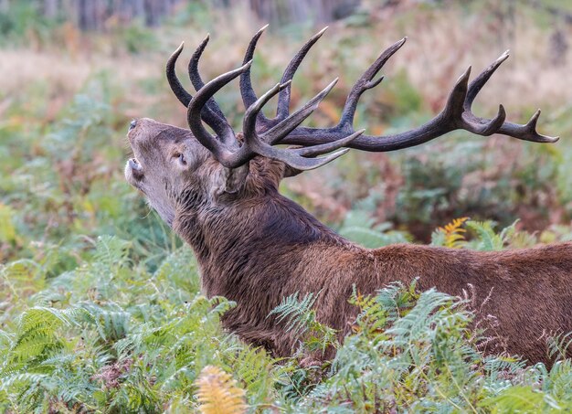 De herten van Richmond Park