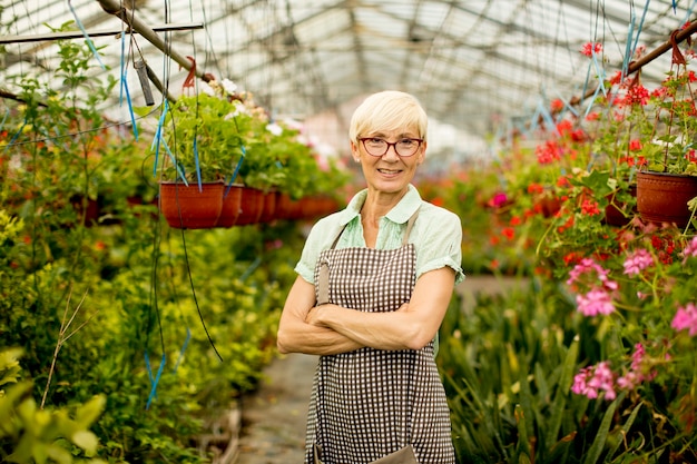 De hogere vrouw die met de lentebloemen werkt in greengarden