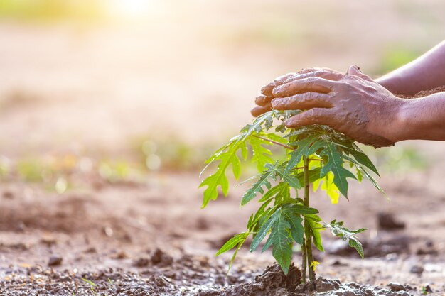 De holdingsgrond van de hand en het planten van jonge papajaboom in grond. Bewaar wereld en ecologie concept