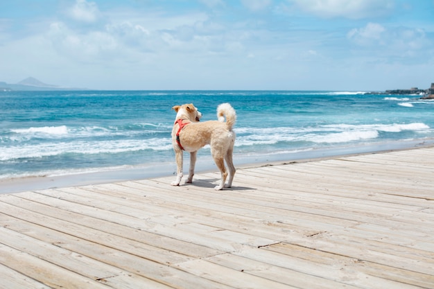 De hond, alleen, aan de boulevard van de strandlaan, kijkt uit op zee.