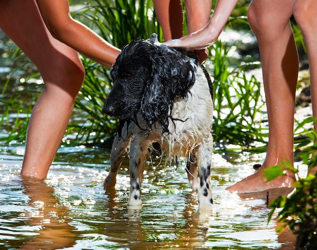 Foto de hond baadt in de rivier